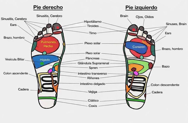 Mapa Reflexología Podal